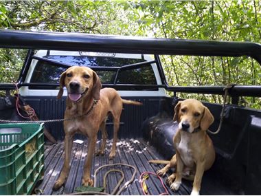 Hunting dogs captured in the CER