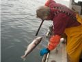 Ensuring Catch Share Implementation in New England's Groundfish Fishery Thumbnail