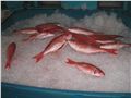 Safeguarding Gulf of Mexico Reef Fish through Market-based Management Thumbnail