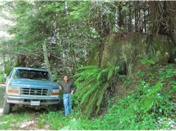 Art Harwood showing old-growth redwood stump