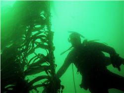 Diver in kelp-forest ecosystem