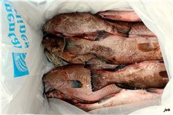 Preparing box of groupers to be imported to Guam, Chuuk - Javier Cuetos-Bueno