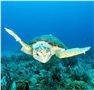 Safeguarding Gulf of Mexico Reef Fish through Market-based Management Thumbnail