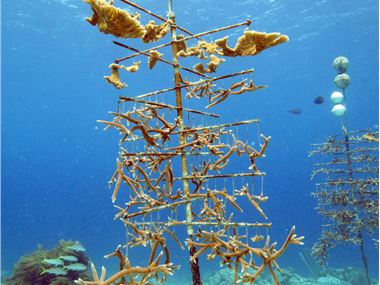 Coral Tree off Buddy Dive Resort, Bonaire