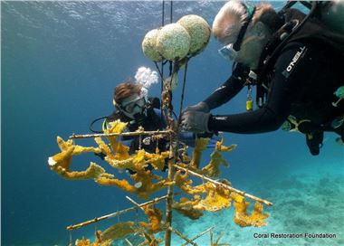 Divers working in the nursery growing elkhorn coral