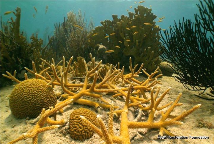 Established cluster of staghorn coral off Kline Bonaire