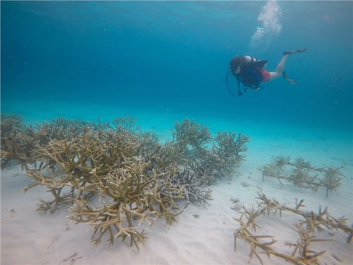 Coral planted on sand bottom