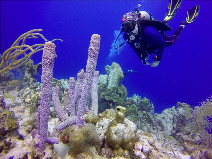 Bonaire coral reef at 50 ft