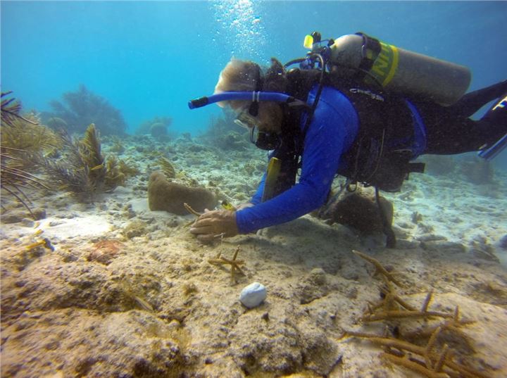 One of Coral Reef Foundation's Florida volunteers planting nursery-grown staghorn coral, June 20, 2013