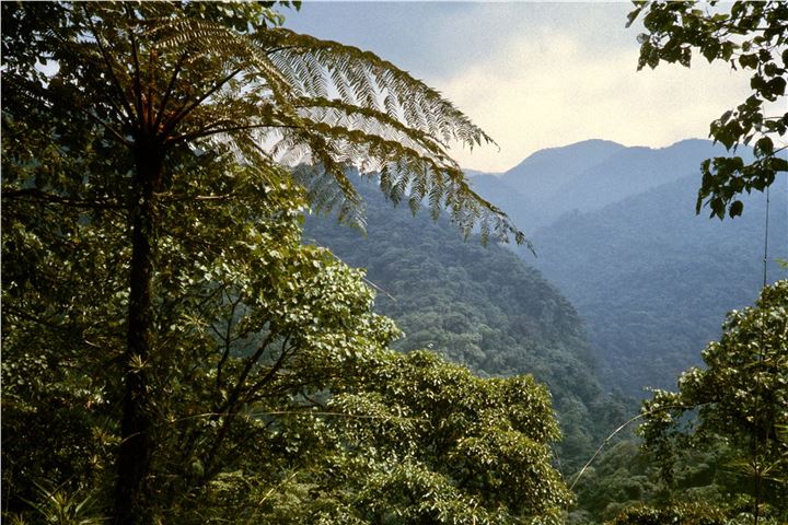 Monteverde cloud forest looking toward Peñas Blancas