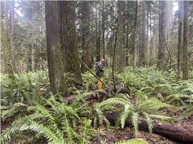 Legacy forest on the chopping block in western Washington