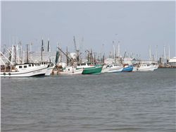 Shrimp Boats in Palacios, Texas