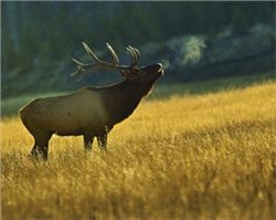 Bull Elk - Copyright Robin Poole