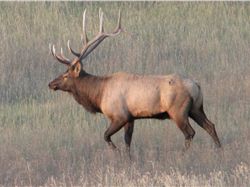 Bull elk on the CMR Wildlife Refuge