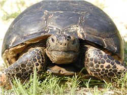 Adult Gopher Tortoise (Gopherus polyphemus)