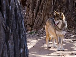 Mexican Wolf by Evalyn Bemis