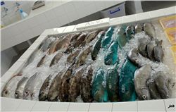 Fish from Arno atoll at fish market, Majuro- Javier Cuetos-Bueno