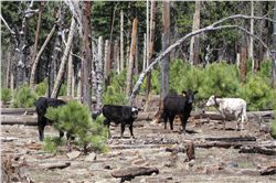 Cattle grazing Gila National Forest (area recently burned)