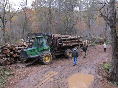 Timber harvesting site