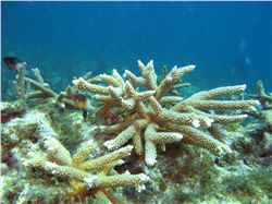 Planted staghorn coral