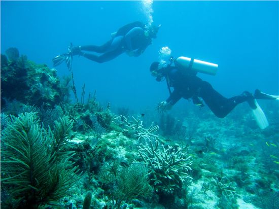 Divers planting coral on reef