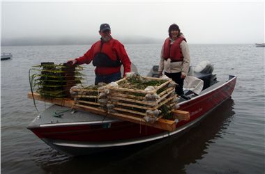 Eelgrass grids on boat