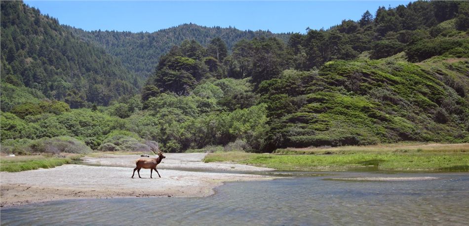 Panorama Roosevelt Elk at Usal Creek