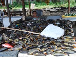 Pohnpei (FSM) fish market 3 (KRhodes)