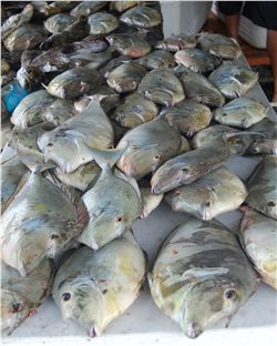Pohnpei (FSM) fish market 1 (KRhodes)