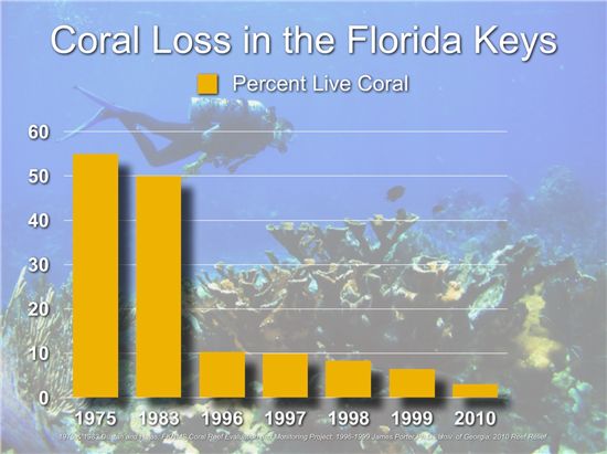 Coral Loss in the Florida Keys