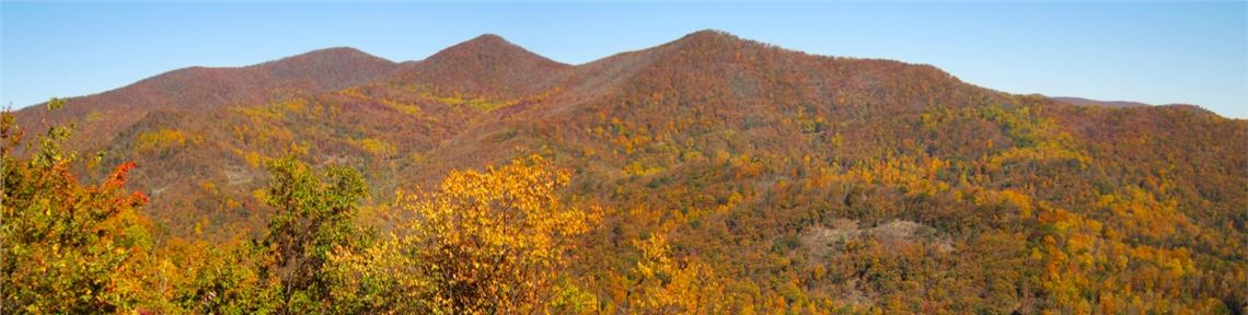 Fall Leaf color along The Blue Ridge Parkway, Pisgah National Forest