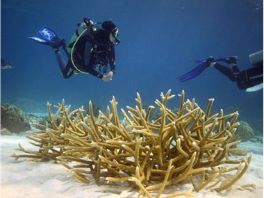Healthy Staghorn Coral