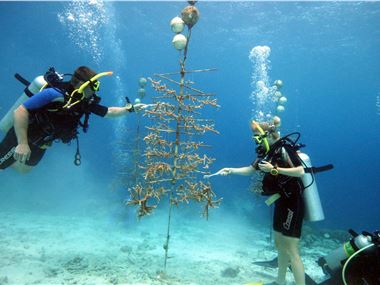 Volunteer Divers Cleaning Corals
