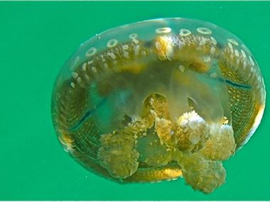 Jellyfish in Rock Islands of Palau