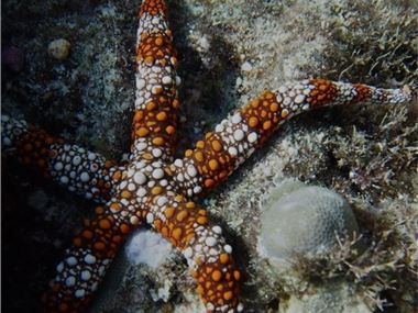 Starfish in Micronesia