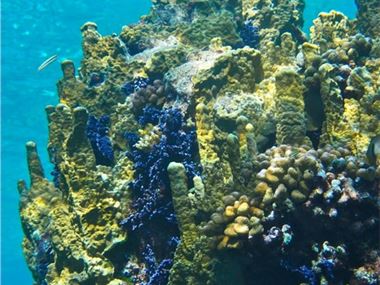 Coral near Pohnpei, Federated States of Micronesia