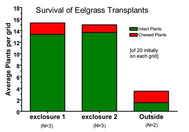 Eelgrass survival inside and outside exclosure fences