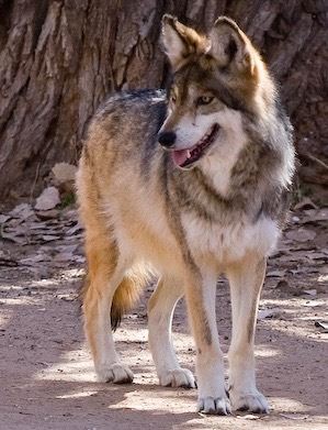 Mexican Wolf photo by Evalyn Bemis