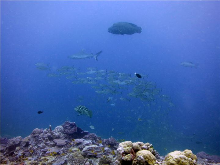Palau Reef Food Web
