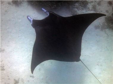Giant Manta Ray, Palau