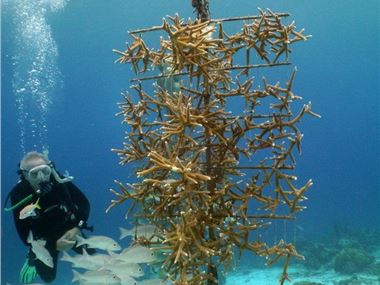 Staghorn tree, coral nursery off of Buddy Dive resort
