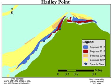 Eelgrass Distribution at Hadley Point in Frenchman Bay, Maine