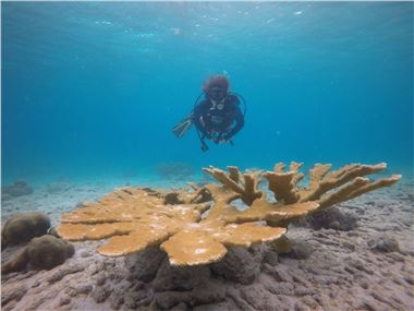 Large planted elkhorn coral