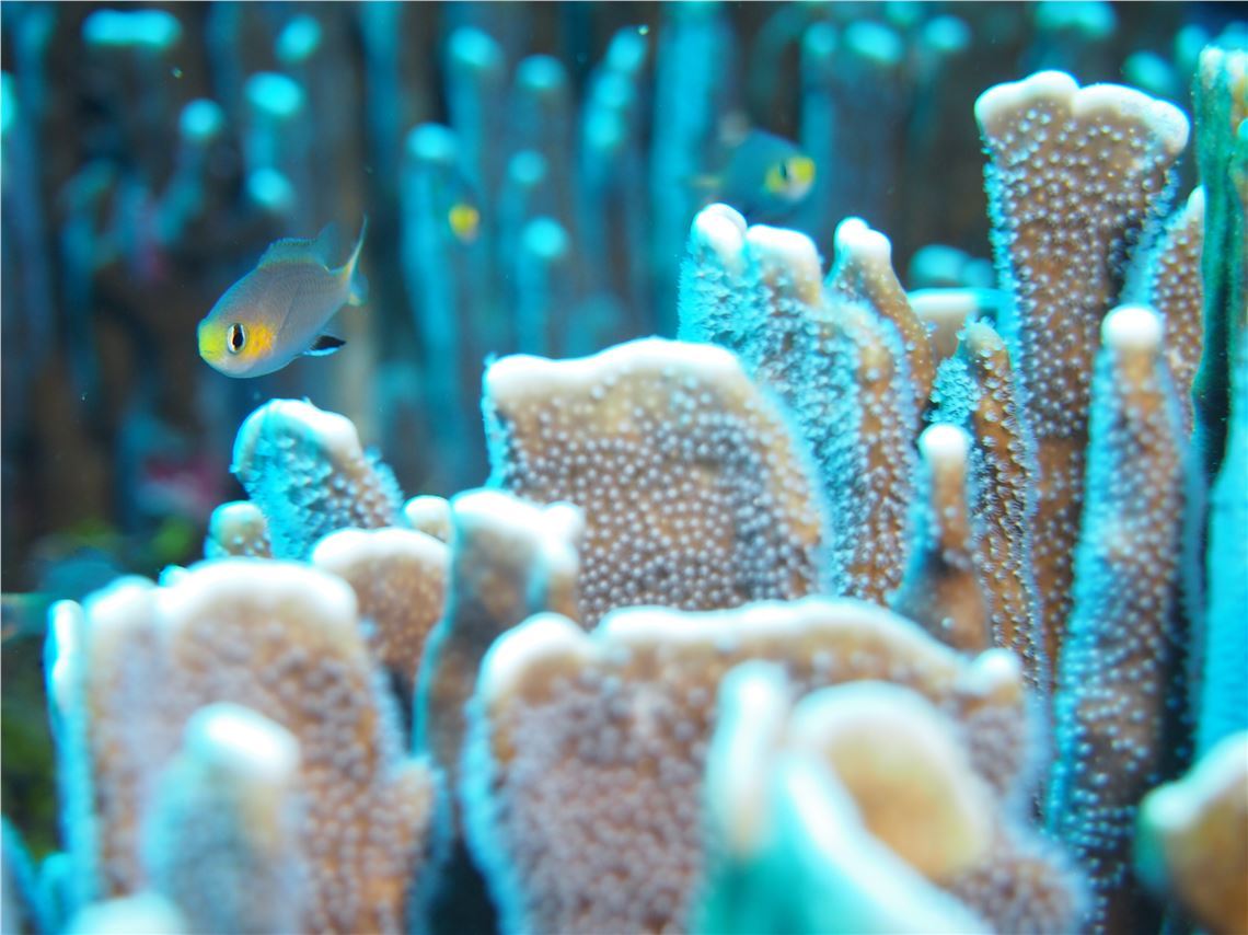 Palau's vibrant reefs