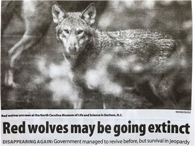 Red Wolves may be going extinct