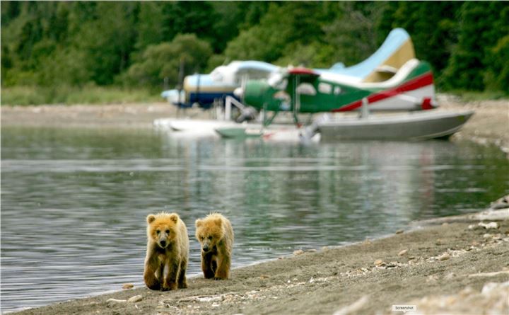 Bear Viewing Tourism