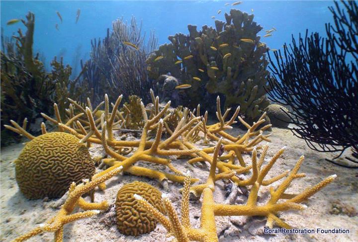 Established cluster of staghorn coral off Klein Bonaire