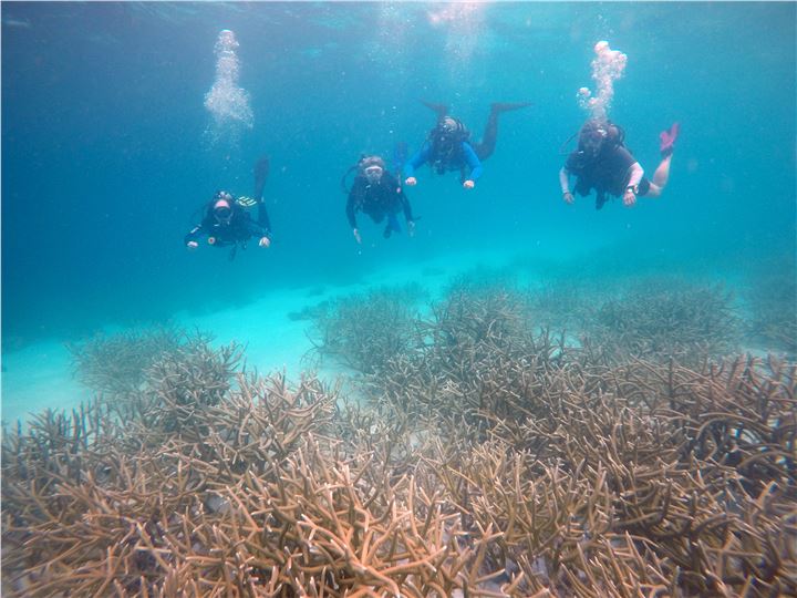 2018 Walker family visit to out planted staghorn coral.