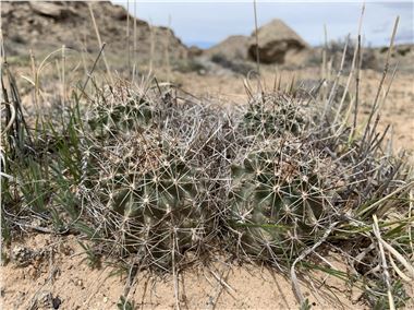 Wright's fishhook cactus is listed as a federally endangered species