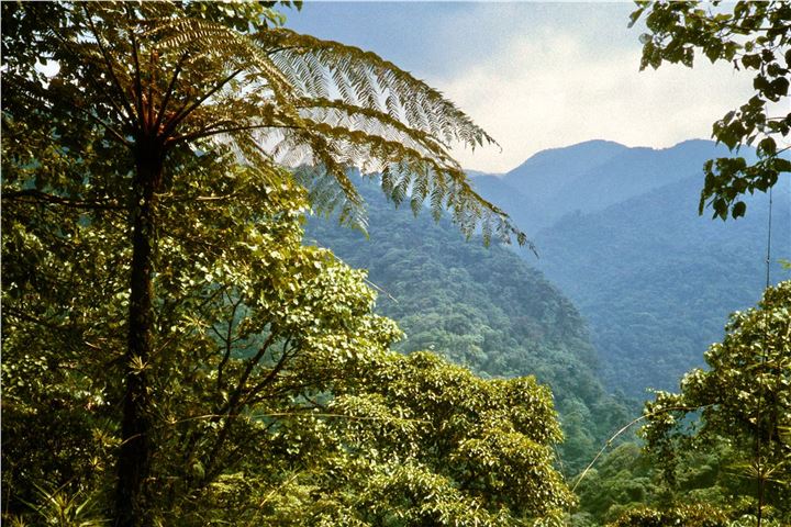 Monteverde cloud forest looking toward Peñas Blancas